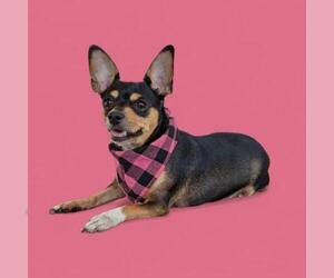 Chihuahua Dogs for adoption in Bakersfield, CA, USA