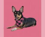 Small Chihuahua