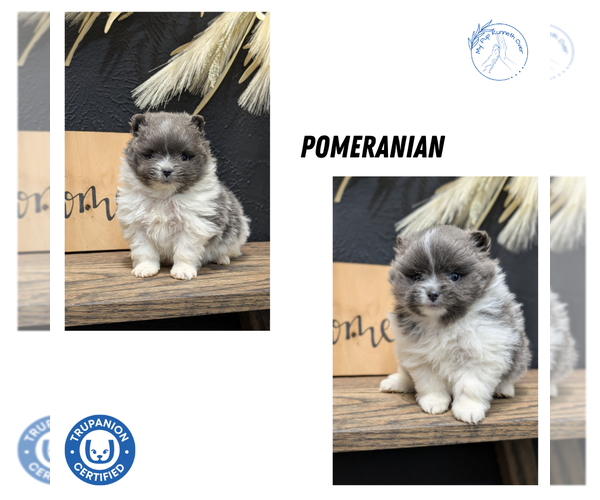 Medium Photo #11 Pomeranian Puppy For Sale in GOSHEN, IN, USA