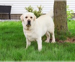 Small #2 Labrador Retriever