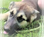 Puppy 5 German Shepherd Dog-Siberian Husky Mix