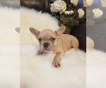 Small Photo #33 French Bulldog Puppy For Sale in BALDWIN PARK, CA, USA