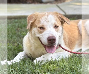 Australian Shepherd Dogs for adoption in Yardley, PA, USA