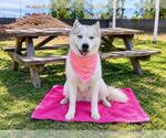 Small #4 Siberian Husky Mix