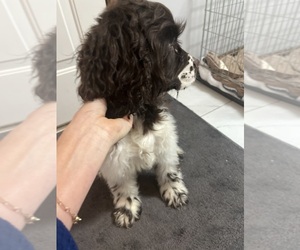 Cocker Spaniel Puppy for sale in VERMILION, OH, USA