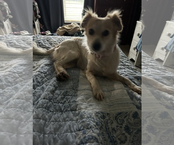 Medium Photo #5 Papillon-Unknown Mix Puppy For Sale in Oakhurst, NJ, USA