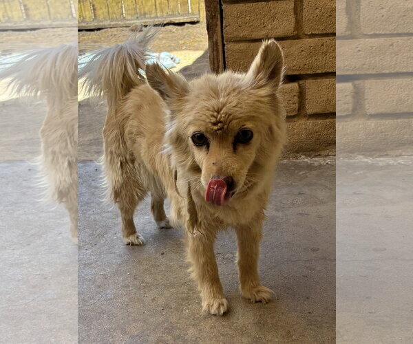 Medium Photo #1 Colonial Cocker Spaniel-Unknown Mix Puppy For Sale in Apple Valley, CA, USA