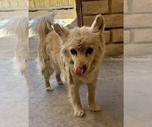 Colonial Cocker Spaniel-Unknown Mix Dogs for adoption in Apple Valley, CA, USA