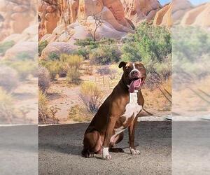 Mutt Dogs for adoption in Riverside, CA, USA