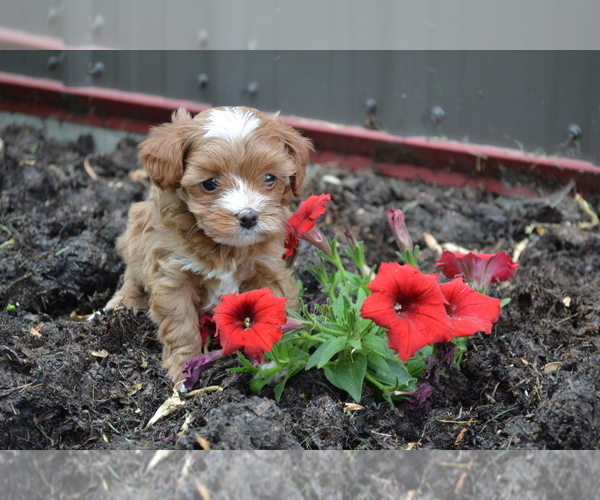 Medium Photo #1 Cavapoo mix (+ Poodle Miniature) Puppy For Sale in GREENWOOD, WI, USA