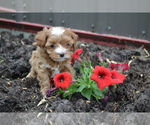 Puppy Casey Cavapoo mix (+ Poodle Miniature)