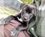 Small #2 Labrador Retriever Mix