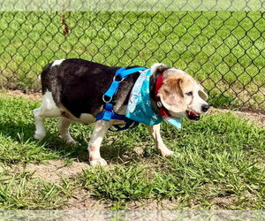 Beagle Dogs for adoption in Tampa, FL, USA