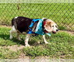 Small Beagle