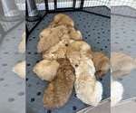 Small Photo #7 Goldendoodle Puppy For Sale in NORTH KINGSTOWN, RI, USA