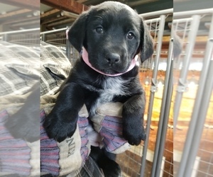 Australian Cattle Dog-Labrador Retriever Mix Puppy for sale in LA GRANDE, OR, USA