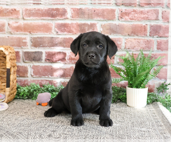 Medium Photo #3 Labrador Retriever Puppy For Sale in SYRACUSE, IN, USA