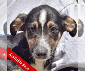 German Shepherd Dog-Unknown Mix Dogs for adoption in Huntley, IL, USA