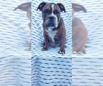 Puppy Brindle Male Olde English Bulldogge
