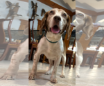 Small #3 Beagle