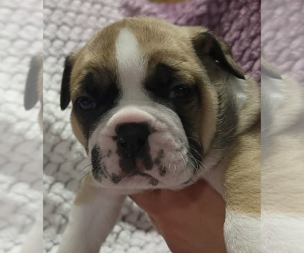 Medium Photo #6 Olde English Bulldogge Puppy For Sale in ATHOL, ID, USA