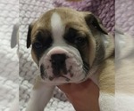 Small #5 Olde English Bulldogge