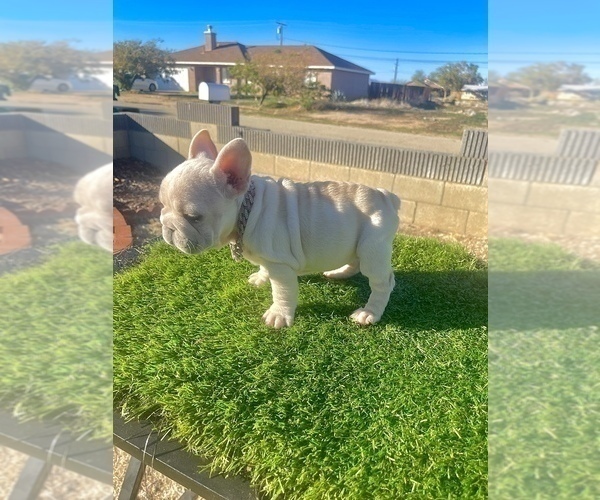 Medium Photo #4 French Bulldog Puppy For Sale in NEWPORT BEACH, CA, USA