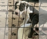 Small Photo #7 American Bully Puppy For Sale in EVERETT, WA, USA