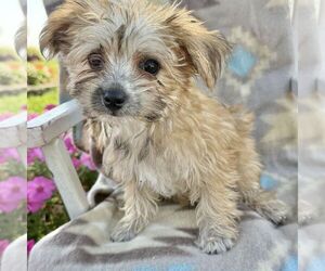 Morkie Puppy for sale in WILLIAMSBURG, IN, USA