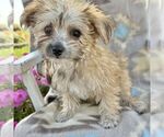 Small Photo #1 Morkie Puppy For Sale in WILLIAMSBURG, IN, USA