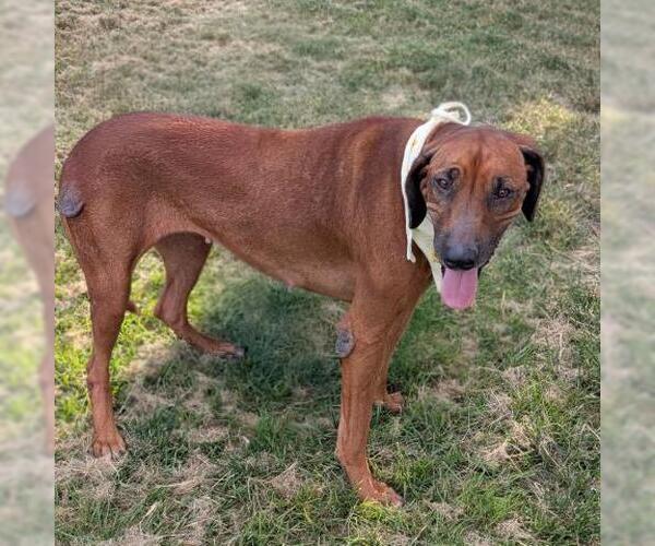 Medium Photo #2 Rhodesian Ridgeback-Unknown Mix Puppy For Sale in Conroe, TX, USA