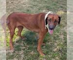 Small #1 Rhodesian Ridgeback Mix
