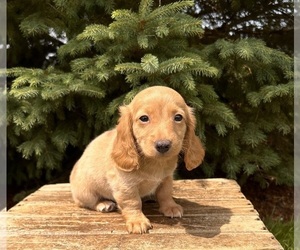 Golden Retriever Puppy for sale in MIDDLEBURY, IN, USA