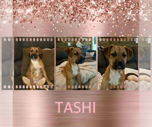 Black Mouth Cur-Boxer Mix Dogs for adoption in Fenton, MO, USA