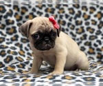 Small Photo #14 Pug Puppy For Sale in LAKELAND, FL, USA