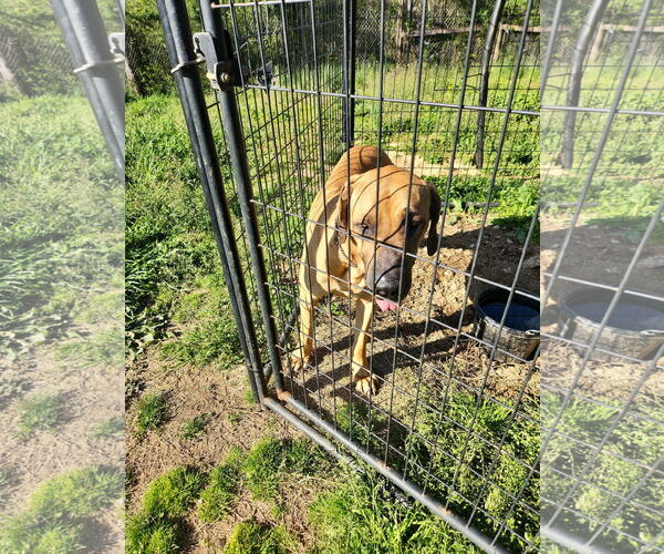 Medium Photo #5 Fila Brasileiro Puppy For Sale in Jasper, AL, USA
