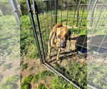 Small #4 Fila Brasileiro