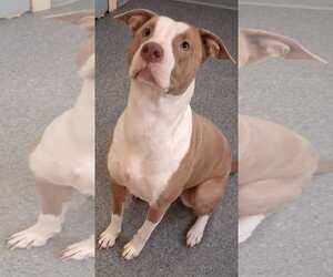 Mutt Dogs for adoption in Low Moor, VA, USA
