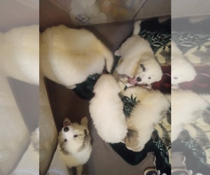 Great Pyrenees Puppy for sale in IDAHO FALLS, ID, USA