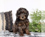 Small #3 Goldendoodle (Miniature)