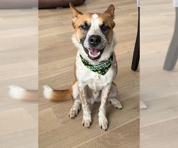 Medium Photo #21 Mutt Puppy For Sale in Sandy, UT, USA