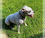 Small #3 Boxer