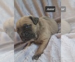 Small #6 Cane Corso