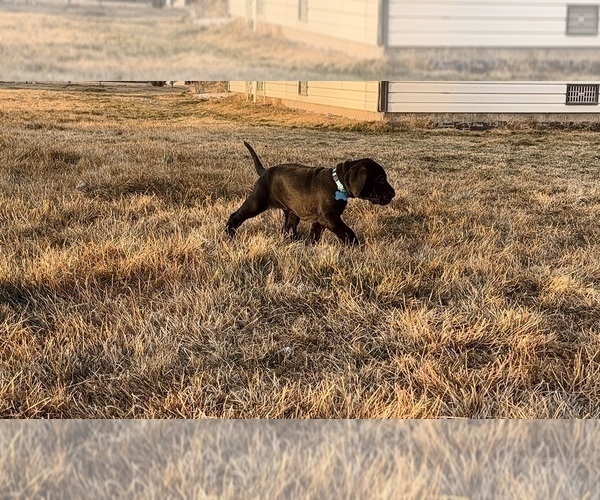 Medium Photo #38 Great Dane Puppy For Sale in OLATHE, CO, USA