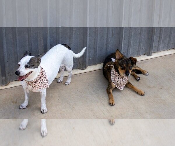 Medium Photo #5 Chiweenie Puppy For Sale in Amarillo, TX, USA