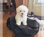 Small #3 Maltese