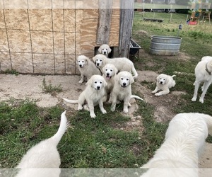 Great Pyrenees Puppy for sale in SPRINGPORT, IN, USA