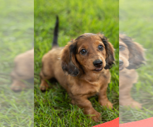 Dachshund Puppy for sale in BREMEN, IN, USA