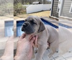 Small Photo #18 Cane Corso Puppy For Sale in CHESAPEAKE, VA, USA