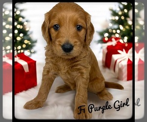 Goldendoodle (Miniature) Puppy for sale in ORANGE PARK, FL, USA